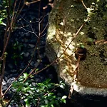 Yadoru Kyoto Hanare Mizunoe No Yado